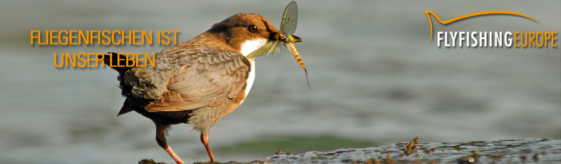 Fliegenfischen: Nicht nur Forellen fressen Maifliegen