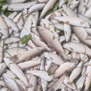 Unmengen toter Fische durch die Flutkatastrophe auf den Wiesen an der Savinja, Slowenien.