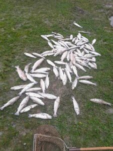 Nach der Flutkatastrophe an der Savinja, Slowenien, viele tote Fische.